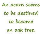 An acorn seems to be destined to become an oak tree.